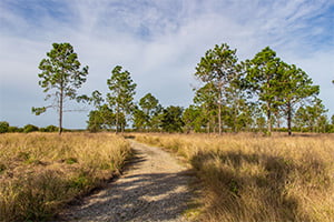 Pine Ridge Preserve Fund Pine Ridge Preserve Fund