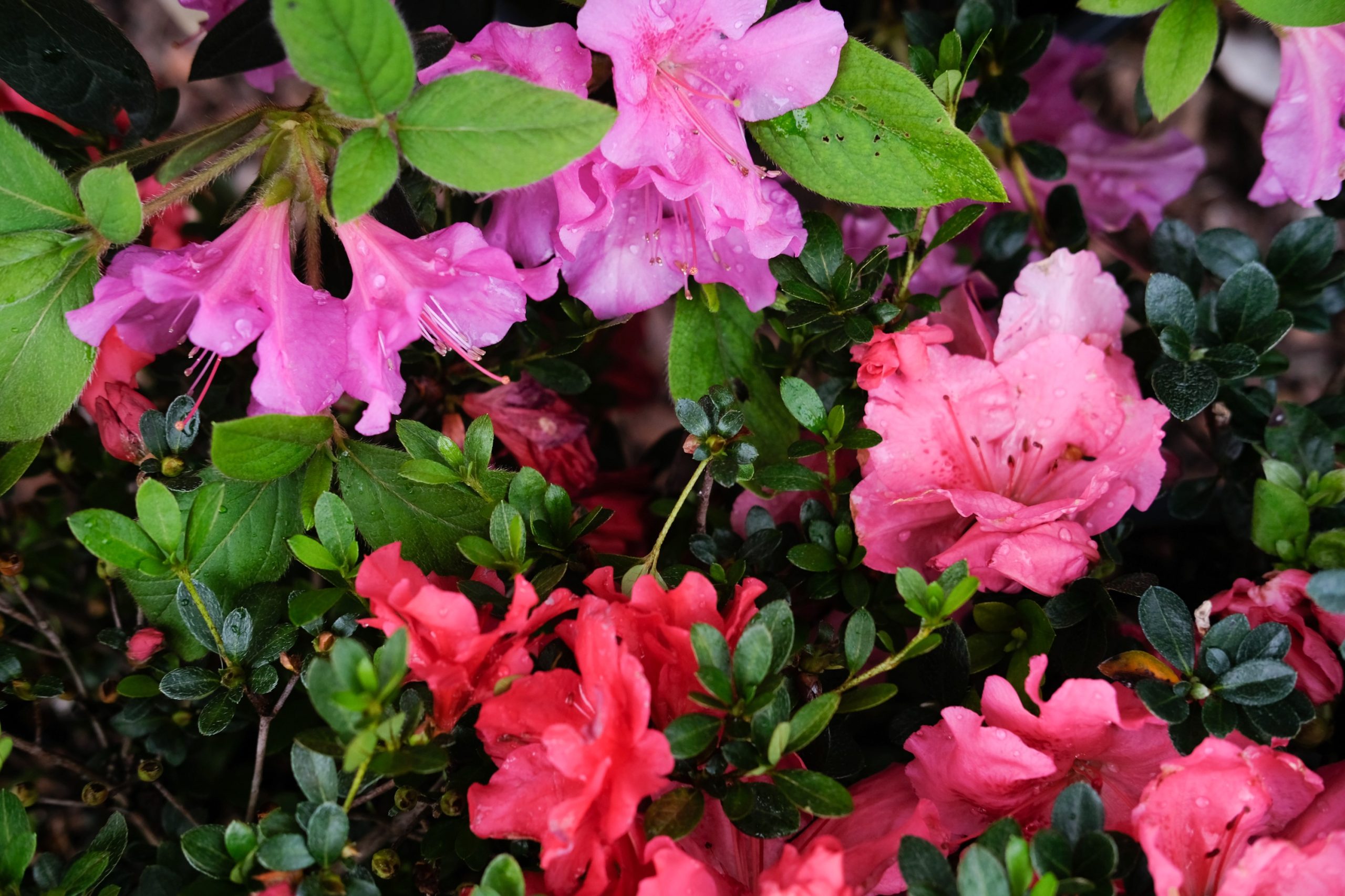 Azalea 2