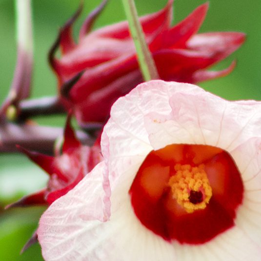 roselle